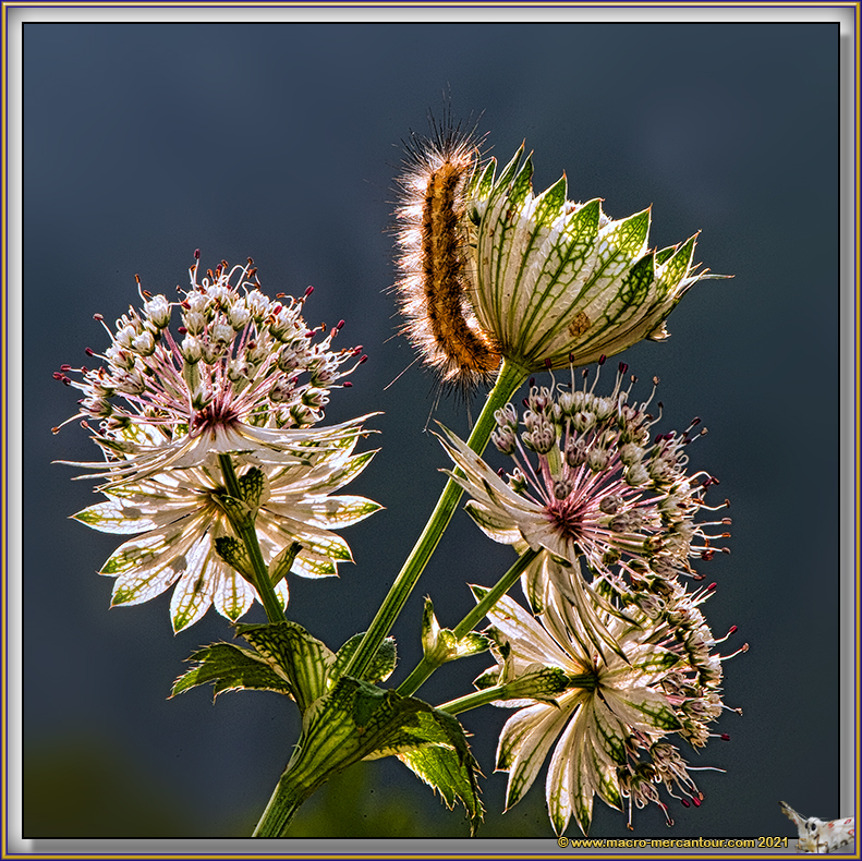 Chenille sur Pulsatille